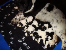 Asmar met de pups