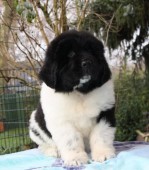 Quintino (geel)