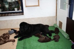 Pups van Nina 3 weken