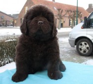 Velvet Brownie v. Tiroca