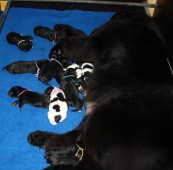 Roslyn, de trotse moeder met haar prachtige pups.