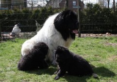 De papa met 2 puppy's