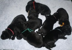 Gymba haar puppy's 4 dagen oud.