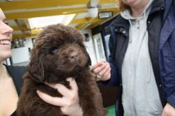 Daphne geeft een puppy aan voor de chip