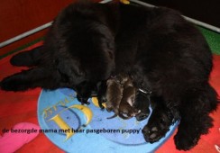 Nina met haar puppy's paar uurtjes oud.