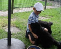 Bart vind de puppy's geweldig  en de puppy's zijn gek op  Bart...