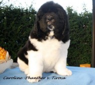 Carolina Panther