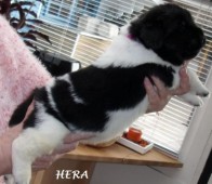 HERA