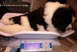 al  4400 gram!.