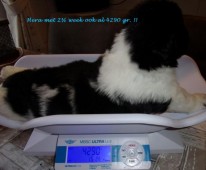 Hera ook al 4290 gram! 