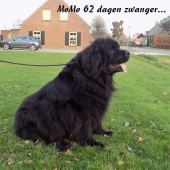 62 dagen zwanger..